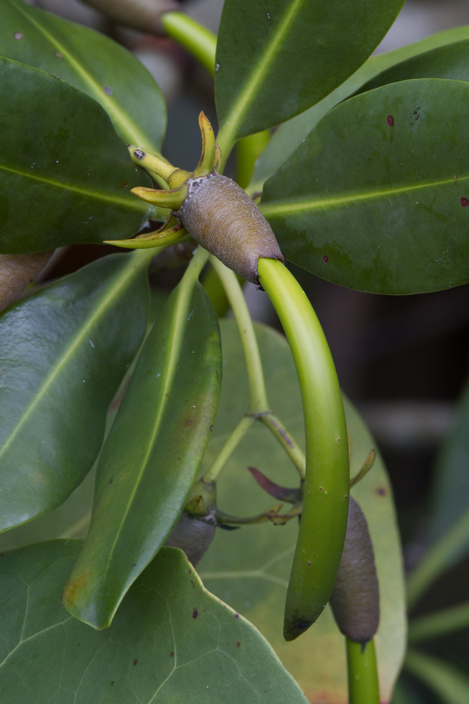 mangrove propagule seed rhizophora mangl flickr