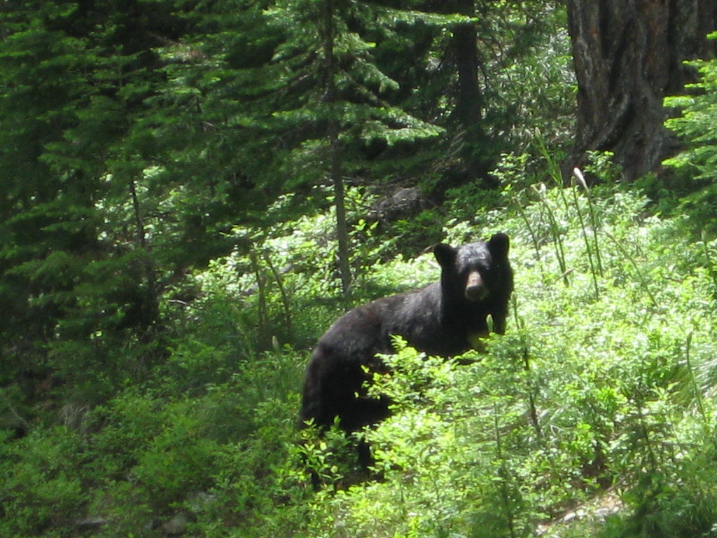 a young black bear in the middle of foliage
