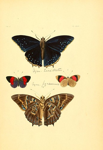 n254_w1150 | Illustrations of exotic entomology :. London :H… | Flickr
