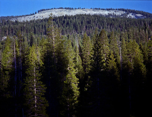 california trees usa tree film nature analog forest mediumformat landscape 645 fuji bronica 220 etrs etrsi etr canoscan9000f