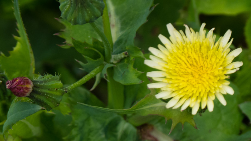 Sow thistle flower