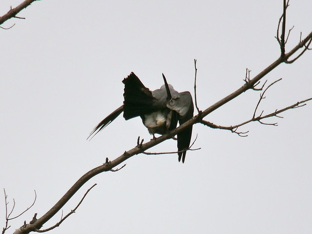 Mississippi Kites copulating at Sterling Forest, Orange County, New York