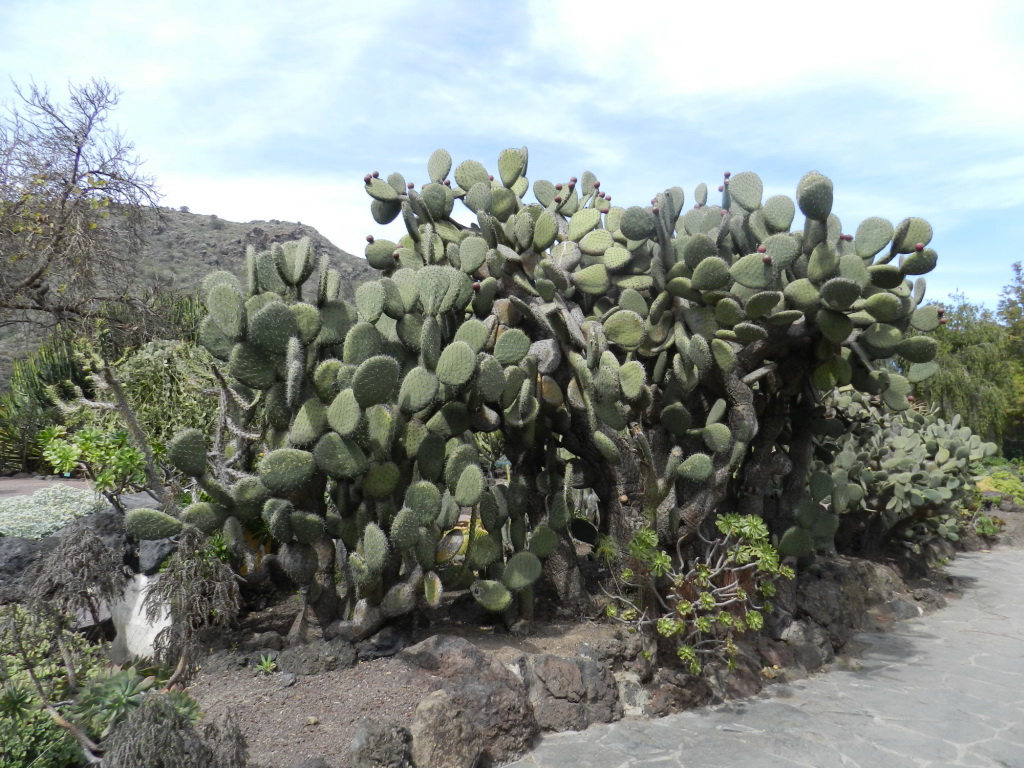 cactus Opuntia Jardin Canario Gran Canaria Islas Canarias 06