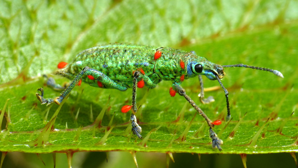 Manicho Insecto Ecuador | Flickr