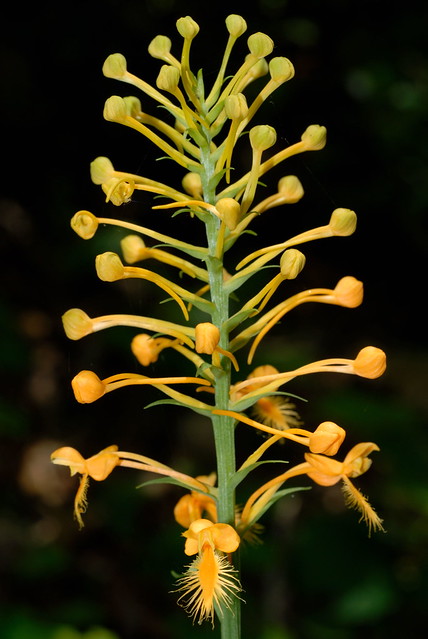 Platanthera ciliaris - yellow fringed orchid