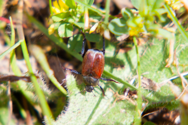 Beetle scurrying