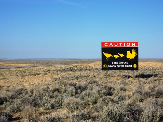 Sage-grouse Crossing!