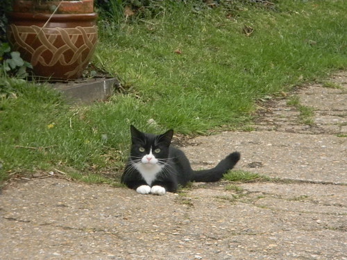 Kitty cat Sandling to Wye