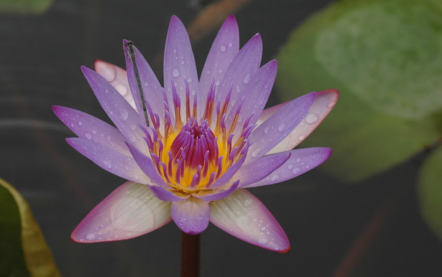 Water Lily in the Rain