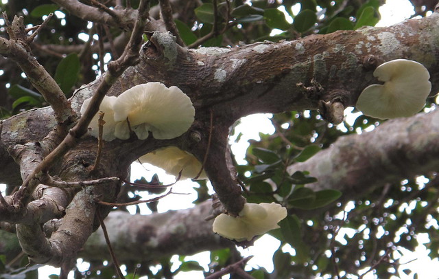 Fungi up tree