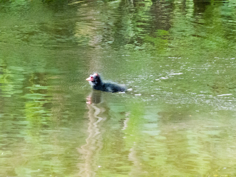 Moorhens and chicks series