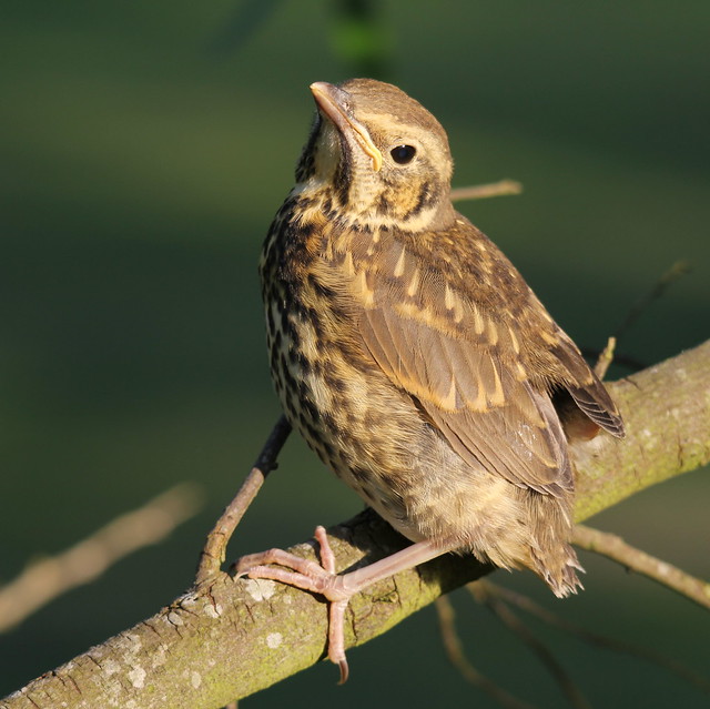 Young Song Thrush