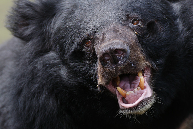 Formosan Black Bear (Ursus thibetanus formosanus)