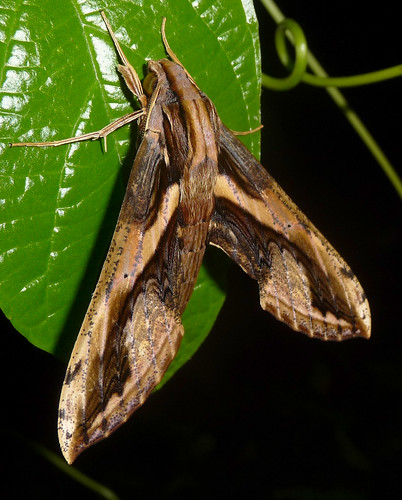 costa rica moths sphingidae xylophanes ceratomioides taxonomy:binomial=xylophanesceratomioides