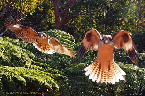 sunset magic flight kookaburra hover birdinflight greatphotographers flickrsbest flickraward floatinair specialnature mygearandme robbiesydney