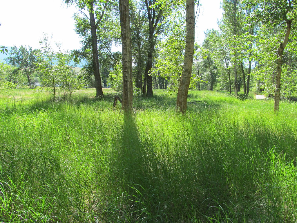 bitteroot runoff trail