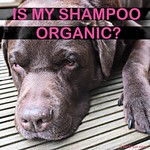 Is my shampoo organic?