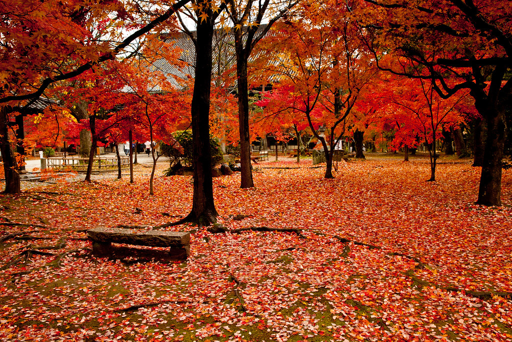Kyoto Autumn-42-2010 | Haku Huang | Flickr