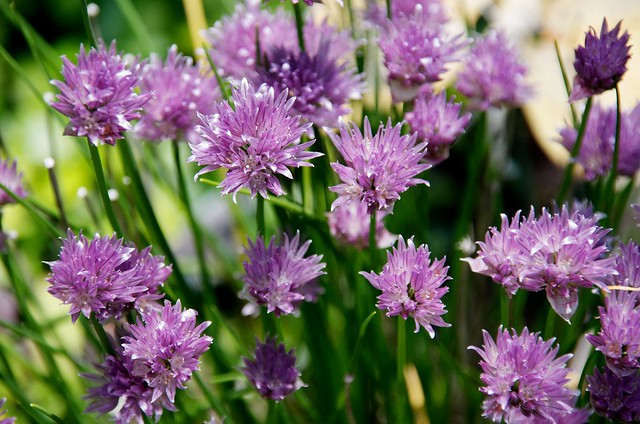 purpleflowers  1807