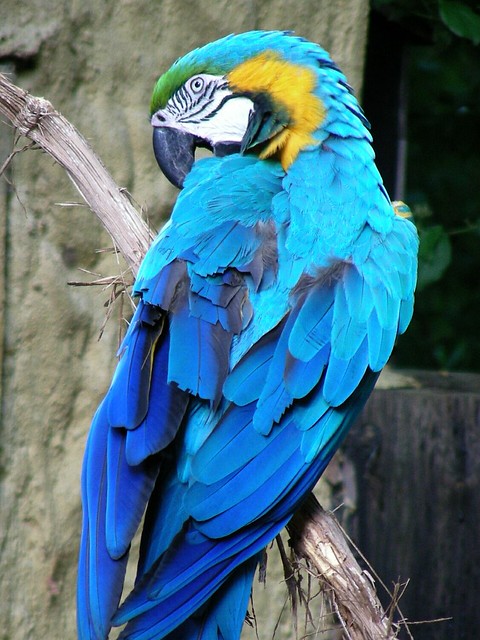 Blue-and-yellow Macaw | Gelbbrustara (Ara ararauna)