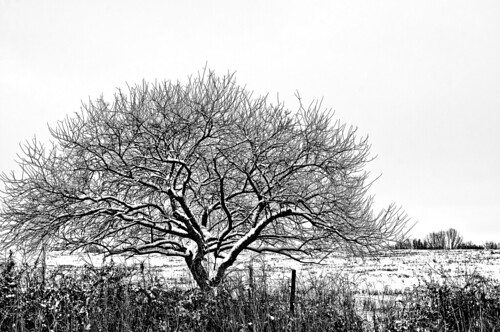 park county street trip travel family winter friends light party sky people blackandwhite bw usa white snow black tree nature monochrome t landscape geotagged fun photography nikon raw day unitedstates tn natural photos tennessee january scenic pasture photograph land williamson shape geotag 2012 day147 week21 2011 d90 southernbreeze