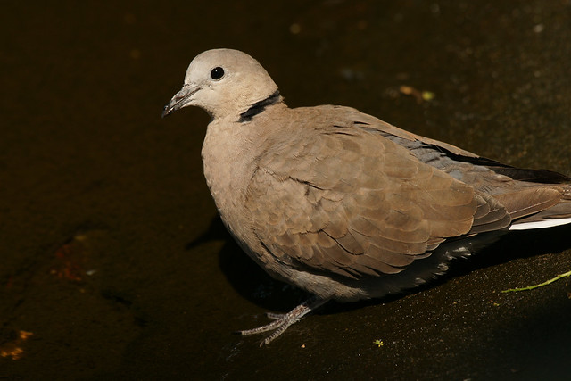 Red Collared-Dove (Streptopelia tranquebarica humilis)