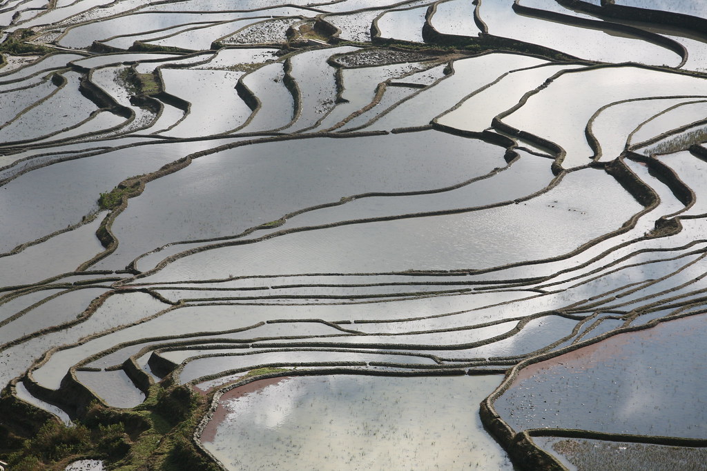 CHINA - Hani Rice Terraces | Flickr