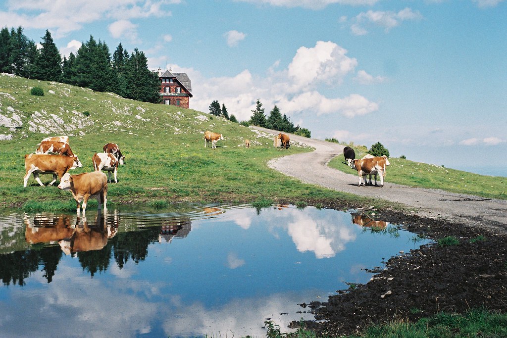 Styrian cows
