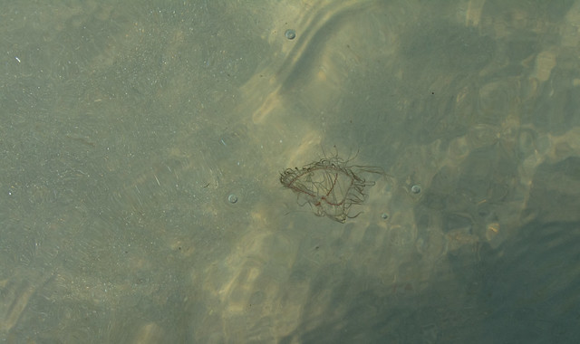 Jellyfish in the sea.
