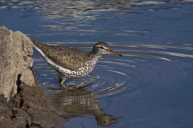 Spotted Sandpiper & Reflection