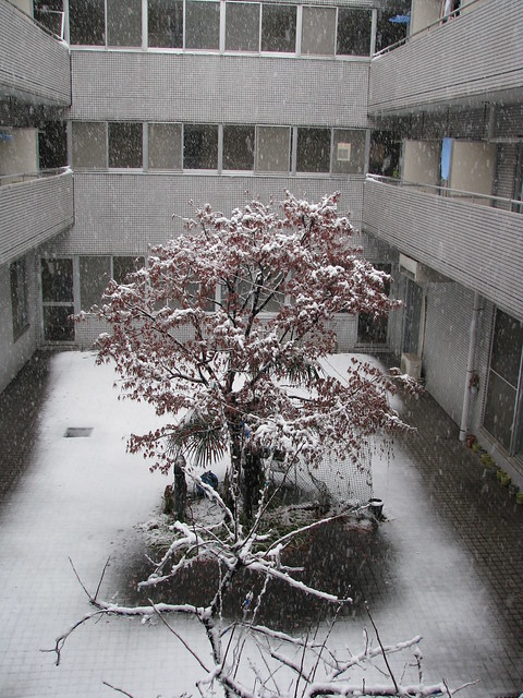 Comfort Tamaplaza コンフォートたまプラーザ - Courtyard 中庭 - Snowing 雪が降る