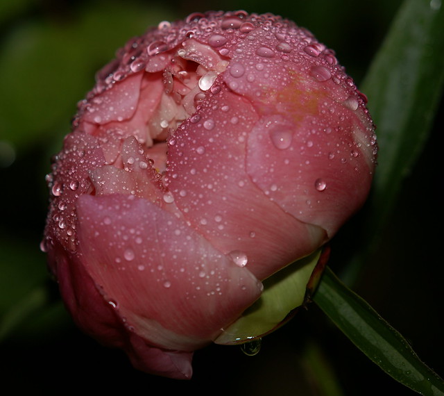 Peony, crying in the rain----at my house.