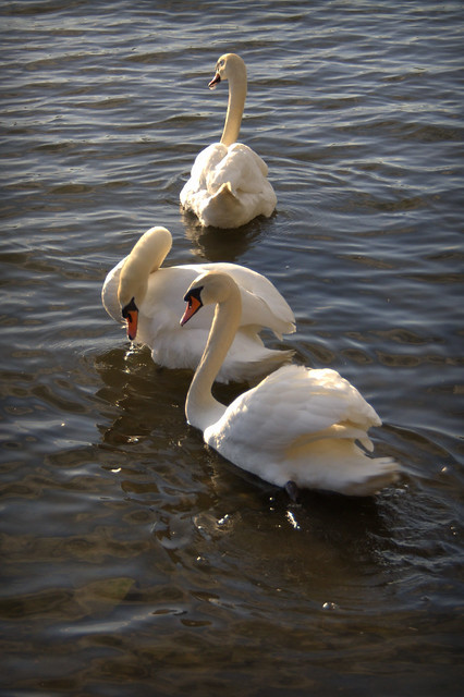 Swans, Bowness-on-Windermere