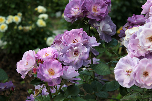 Rose 'Blue for You', (Fryer's Roses, 2007), Floribunda — Роза флорибунда 'Blue for You', (Fryer's Roses, 2008) | by Mikhail Ursus