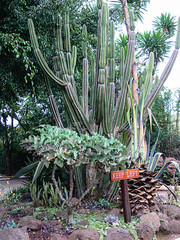 Cacti at Outspan Hotel, Nyeri