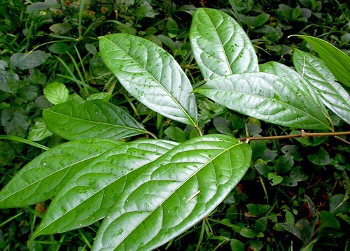 Identifying Chacruna chacruna-psychotria-viridis | Hidden Botanicals | Flickr