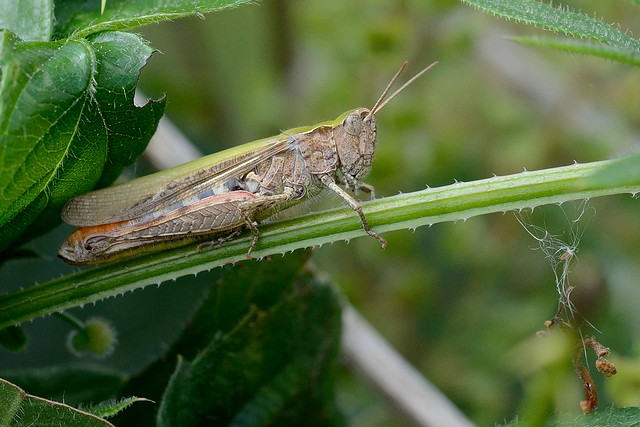 Field Grasshopper Chorthippus brunneus, Roydon NWT 2