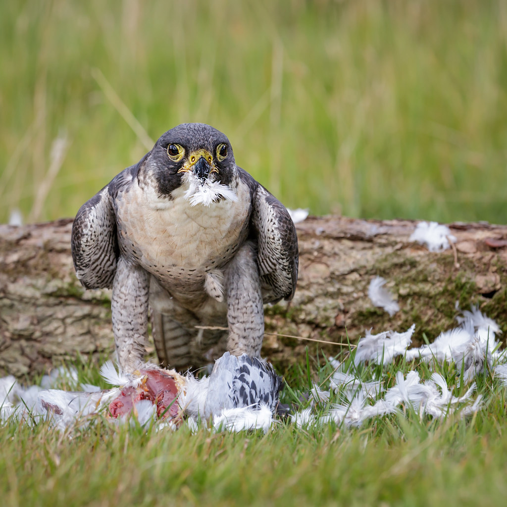 Peregrine Falcon Eating Pigeon 218 2b Kevin Pigney Flickr