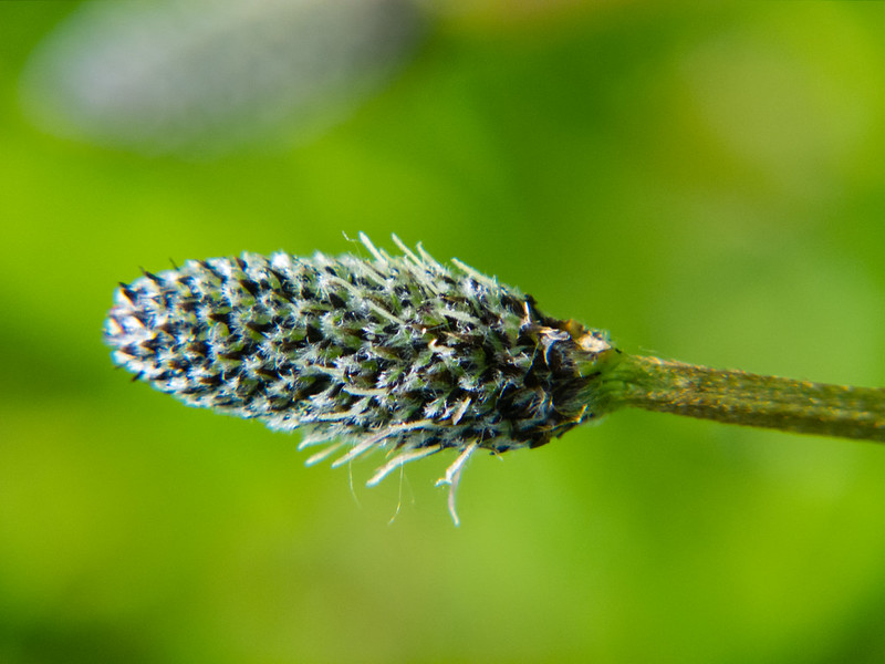 Ribwort Plantain flower