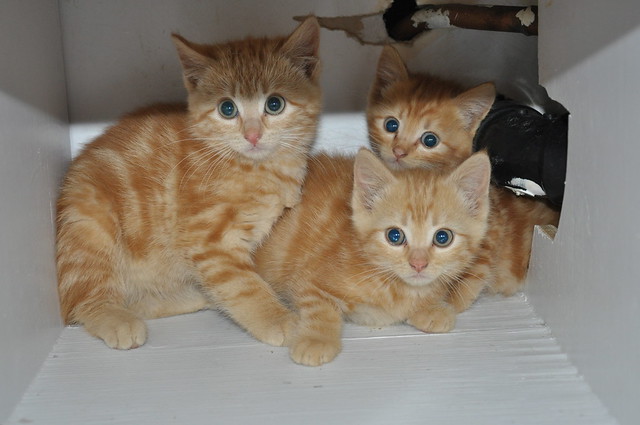 Three little kittens, together again
