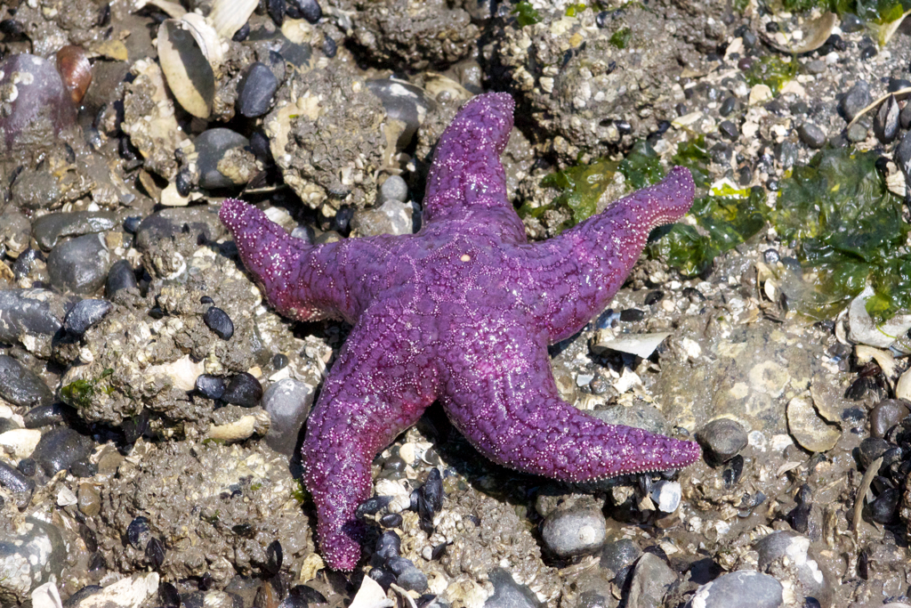 Фиолетовая морская звезда. Морская звезда. Розово фиолетовые морские звезды. Морские звезды названия.