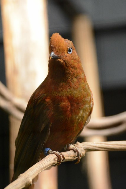 Peruanischer Andenfelsenhahn im Parc des oiseaux in Villars-les-Dombes