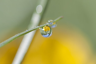 Refracted Dew Drop #2