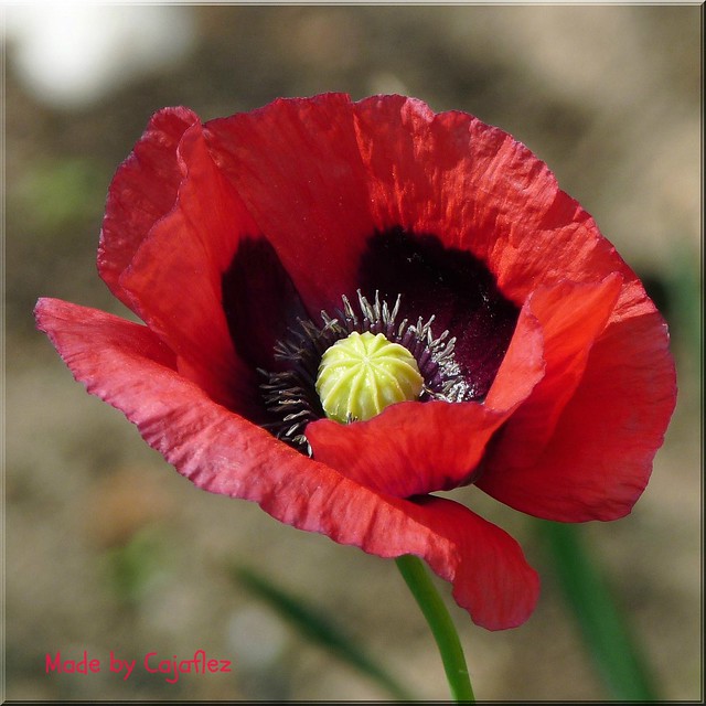 Just a poppy.