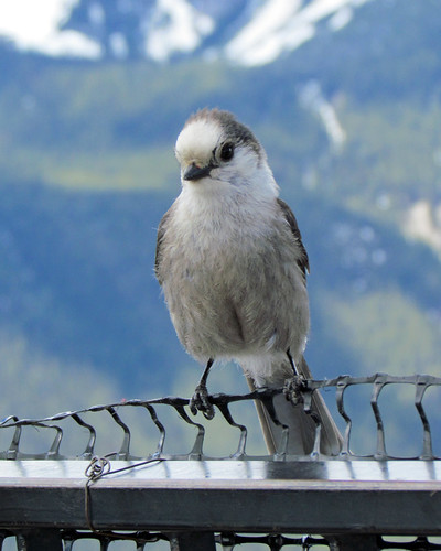 Gray Jay | by njchow82