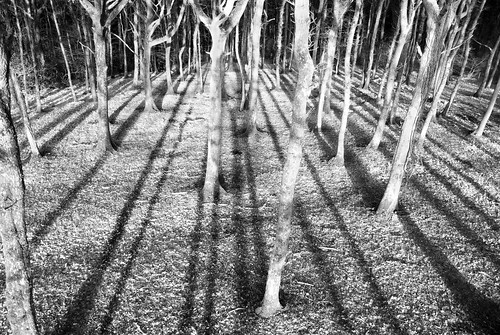 tree oak shadows devon ashreigny