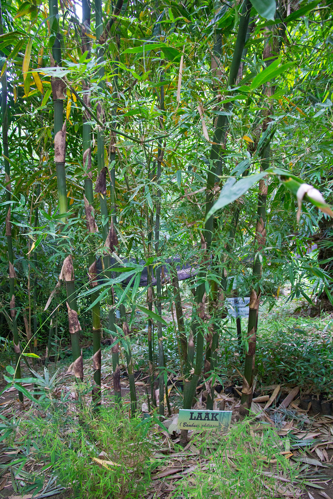 Labak Tree Laak bamboo (Bambusa philippinensis Gamble) | Permission obt… | Flickr