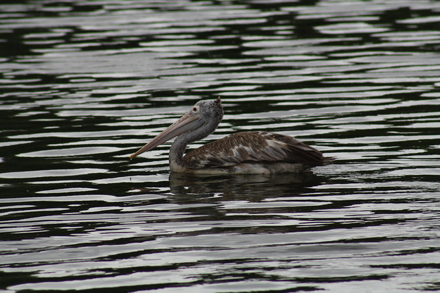 Pelican in Beria Lake