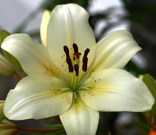 Favourite Ivory Lily | David | Flickr