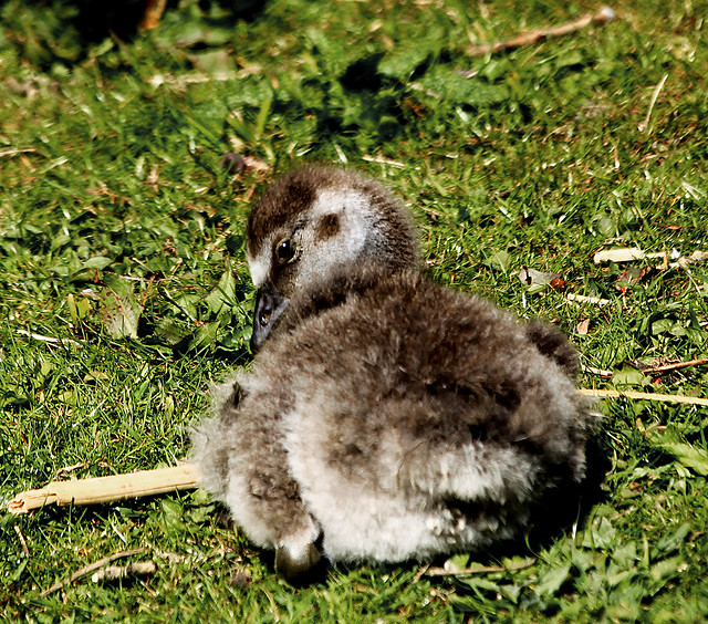 It's a hard life being a gosling!